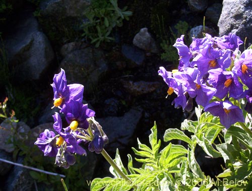 Imágen de Solanum etuberosum (Tomatillo de flores grandes). Haga un clic para aumentar parte de imágen.