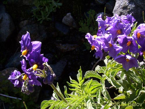 Imágen de Solanum etuberosum (Tomatillo de flores grandes). Haga un clic para aumentar parte de imágen.