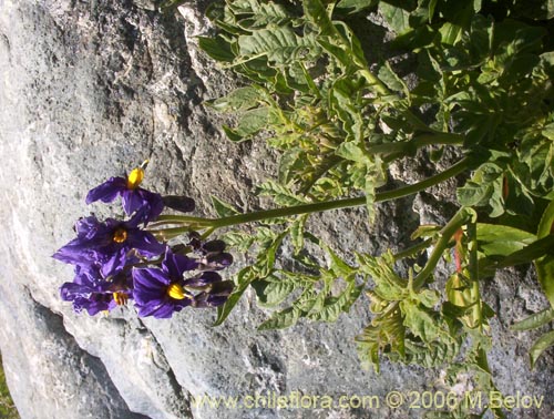 Imágen de Solanum etuberosum (Tomatillo de flores grandes). Haga un clic para aumentar parte de imágen.