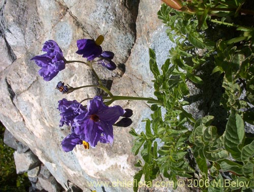 Bild von Solanum etuberosum (Tomatillo de flores grandes). Klicken Sie, um den Ausschnitt zu vergrössern.