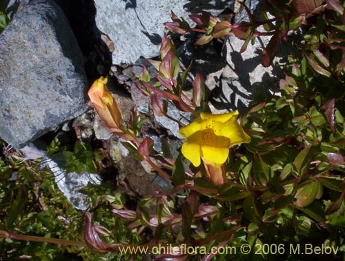 Фотография Mimulus luteus (Berro amarillo / Placa). Щелкните, чтобы увеличить вырез.