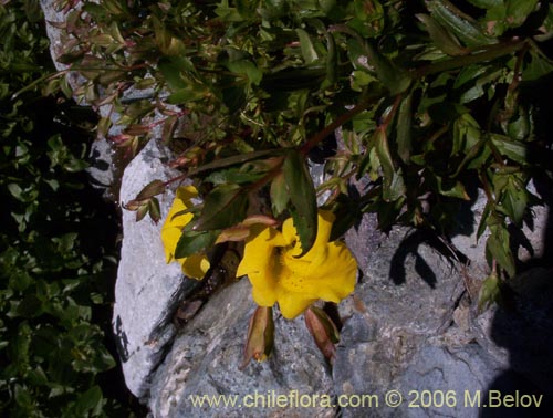 Bild von Mimulus luteus (Berro amarillo / Placa). Klicken Sie, um den Ausschnitt zu vergrössern.