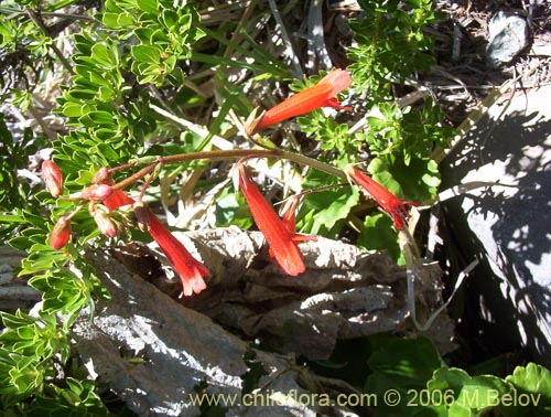 Ourisia poeppigii의 사진