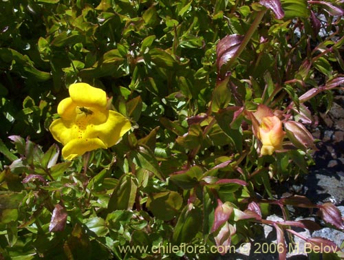 Фотография Mimulus luteus (Berro amarillo / Placa). Щелкните, чтобы увеличить вырез.