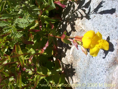 Bild von Mimulus luteus (Berro amarillo / Placa). Klicken Sie, um den Ausschnitt zu vergrössern.