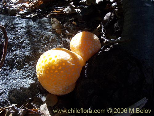 Image of Cyttaria espinosae (Digüeñe / Lihueñe). Click to enlarge parts of image.