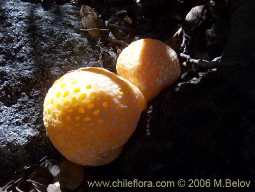 Bild von Cyttaria espinosae (Digüeñe / Lihueñe). Klicken Sie, um den Ausschnitt zu vergrössern.