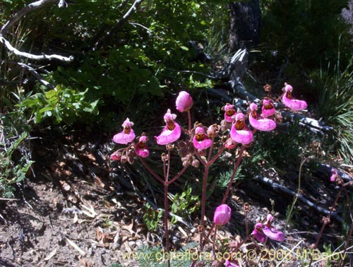 Imágen de Calceolaria cana (Salsilla / Zarcilla). Haga un clic para aumentar parte de imágen.