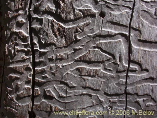 Close-up photo of a tree trunk eaten by insects, Vilches, Chile.