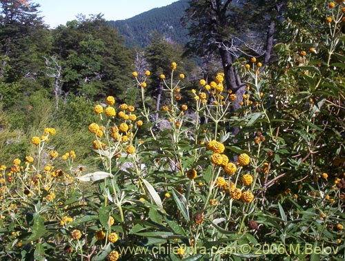 Image of Buddleja globosa (Matico / Pañil). Click to enlarge parts of image.