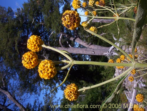 Bild von Buddleja globosa (Matico / Pañil). Klicken Sie, um den Ausschnitt zu vergrössern.