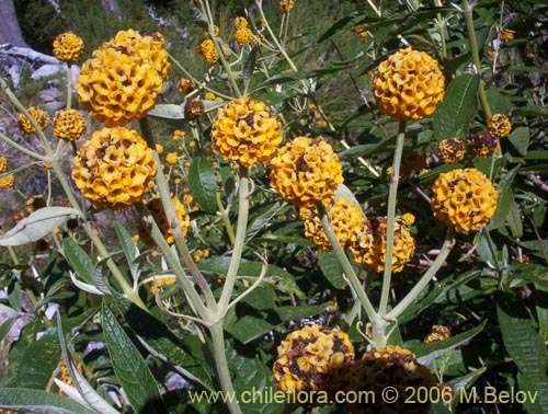 Bild von Buddleja globosa (Matico / Pañil). Klicken Sie, um den Ausschnitt zu vergrössern.