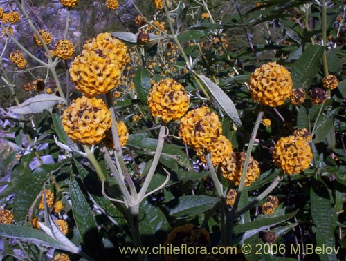 Image of Buddleja globosa (Matico / Pañil). Click to enlarge parts of image.