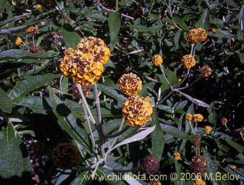 Фотография Buddleja globosa (Matico / Pañil). Щелкните, чтобы увеличить вырез.