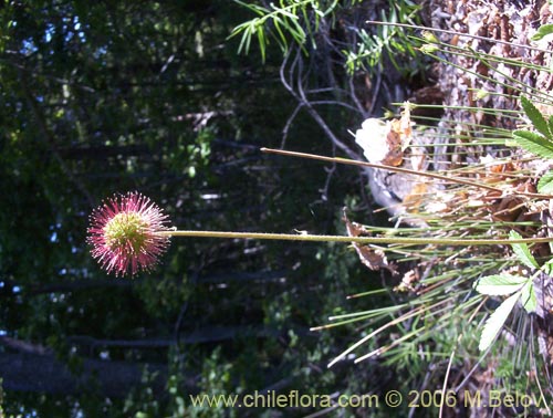 Image of Acaena argentea (Cadillo / Trun / Amor seco / Zarzaparrilla / Proquín). Click to enlarge parts of image.