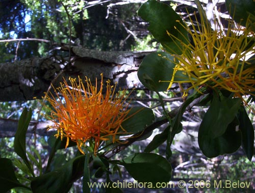 Image of Desmaria mutabilis (Quintral del Coihue/Quintral amarillo). Click to enlarge parts of image.