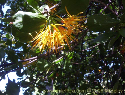 Image of Desmaria mutabilis (Quintral del Coihue/Quintral amarillo). Click to enlarge parts of image.