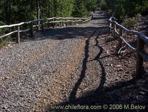 View of a gravel road which leads up to the Lircay Reserve (National Park in Vilches), Chile.