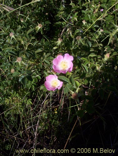 Bild von Rosa moschata (Rosa mosqueta / Mosqueta / Rosa silvestre). Klicken Sie, um den Ausschnitt zu vergrössern.