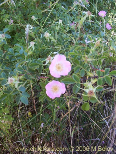 Imágen de Rosa moschata (Rosa mosqueta / Mosqueta / Rosa silvestre). Haga un clic para aumentar parte de imágen.