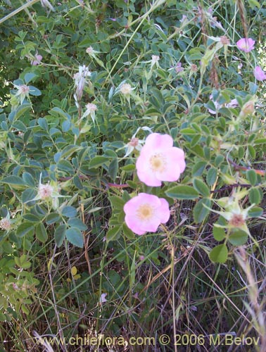 Bild von Rosa moschata (Rosa mosqueta / Mosqueta / Rosa silvestre). Klicken Sie, um den Ausschnitt zu vergrössern.