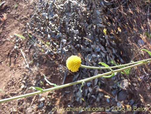 Image of Helenium aromaticum (Manzanilla del cerro)