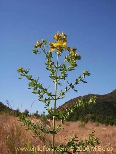 Imágen de Hypericum perforatum (Hierba de San Juan). Haga un clic para aumentar parte de imágen.