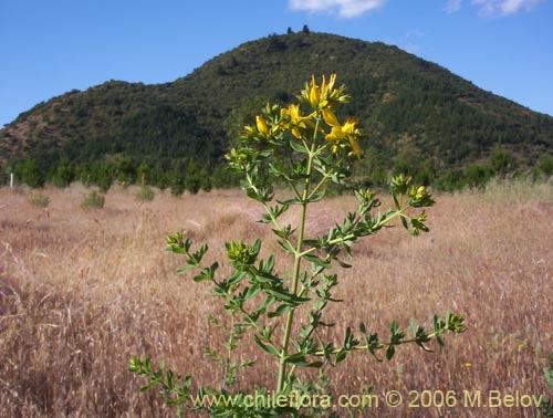 Imágen de Hypericum perforatum (Hierba de San Juan). Haga un clic para aumentar parte de imágen.