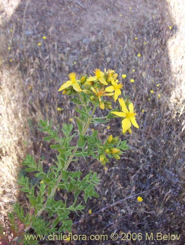 Imágen de Hypericum perforatum (Hierba de San Juan). Haga un clic para aumentar parte de imágen.