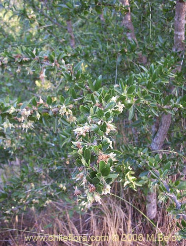 Image of Talguenea quinquinervia (Tralhuen). Click to enlarge parts of image.