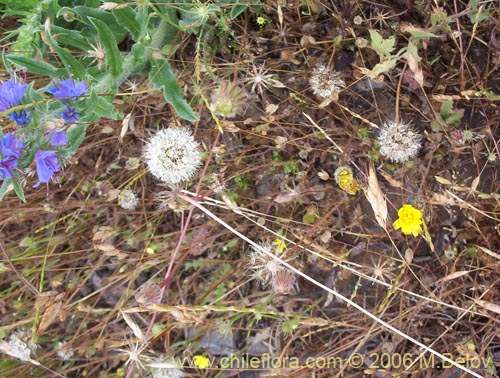 Echium vulgare의 사진