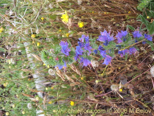 Imágen de Echium vulgare (Hierba azul / Viborera / Ortiguilla). Haga un clic para aumentar parte de imágen.