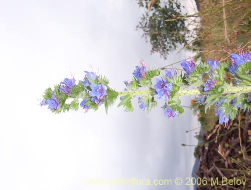 Image of Echium vulgare (Hierba azul / Viborera / Ortiguilla). Click to enlarge parts of image.