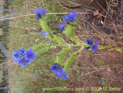 Bild von Echium vulgare (Hierba azul / Viborera / Ortiguilla). Klicken Sie, um den Ausschnitt zu vergrössern.