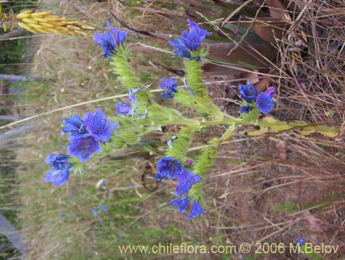 Bild von Echium vulgare (Hierba azul / Viborera / Ortiguilla). Klicken Sie, um den Ausschnitt zu vergrössern.