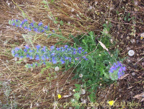 Фотография Echium vulgare (Hierba azul / Viborera / Ortiguilla). Щелкните, чтобы увеличить вырез.