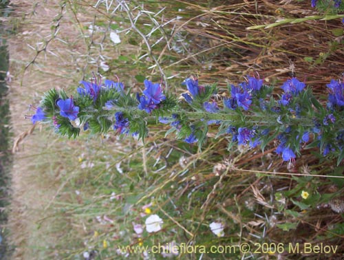 Фотография Echium vulgare (Hierba azul / Viborera / Ortiguilla). Щелкните, чтобы увеличить вырез.