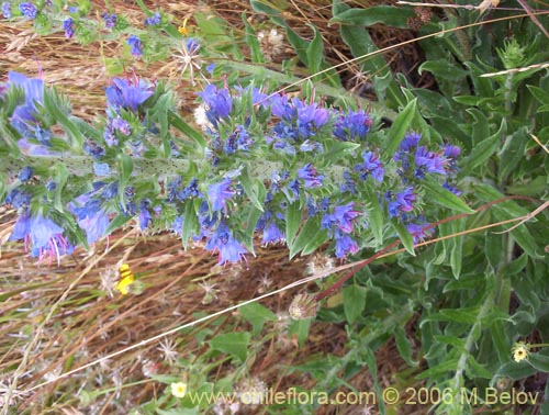 Bild von Echium vulgare (Hierba azul / Viborera / Ortiguilla). Klicken Sie, um den Ausschnitt zu vergrössern.