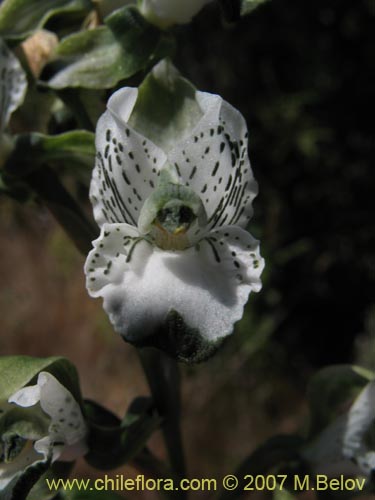 Фотография Chloraea galeata (). Щелкните, чтобы увеличить вырез.