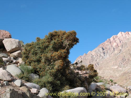 Image of Buddleja suaveolens (). Click to enlarge parts of image.