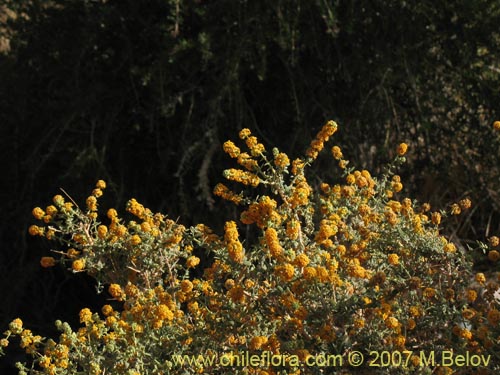 Buddleja suaveolens的照片