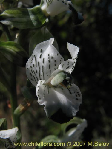 Bild von Chloraea galeata (). Klicken Sie, um den Ausschnitt zu vergrössern.