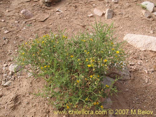 Adesmia argyrophyllaの写真