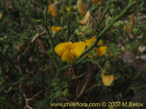 Bild von Adesmia argyrophylla (). Klicken Sie, um den Ausschnitt zu vergrössern.