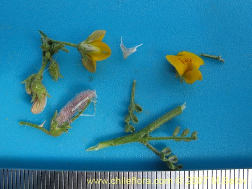 Adesmia argyrophylla的照片