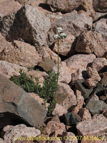 Cryptantha gnaphalioides的照片