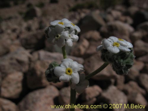 Imágen de Cryptantha gnaphalioides (). Haga un clic para aumentar parte de imágen.