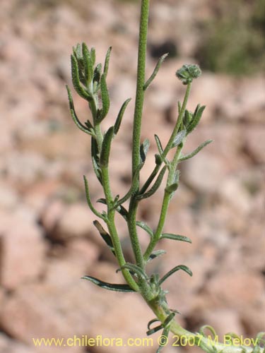 Image of Cryptantha gnaphalioides (). Click to enlarge parts of image.