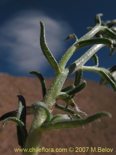 Bild von Cryptantha gnaphalioides (). Klicken Sie, um den Ausschnitt zu vergrössern.