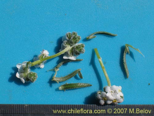 Image of Cryptantha gnaphalioides (). Click to enlarge parts of image.